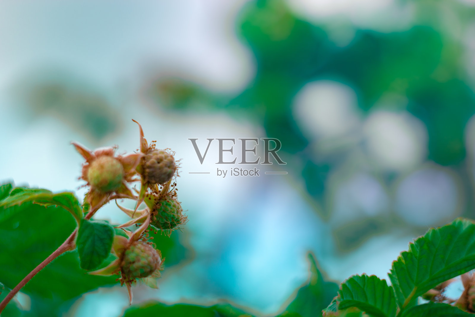 成熟覆盆子特写镜头。映衬着蓝天和白焦。照片摄影图片