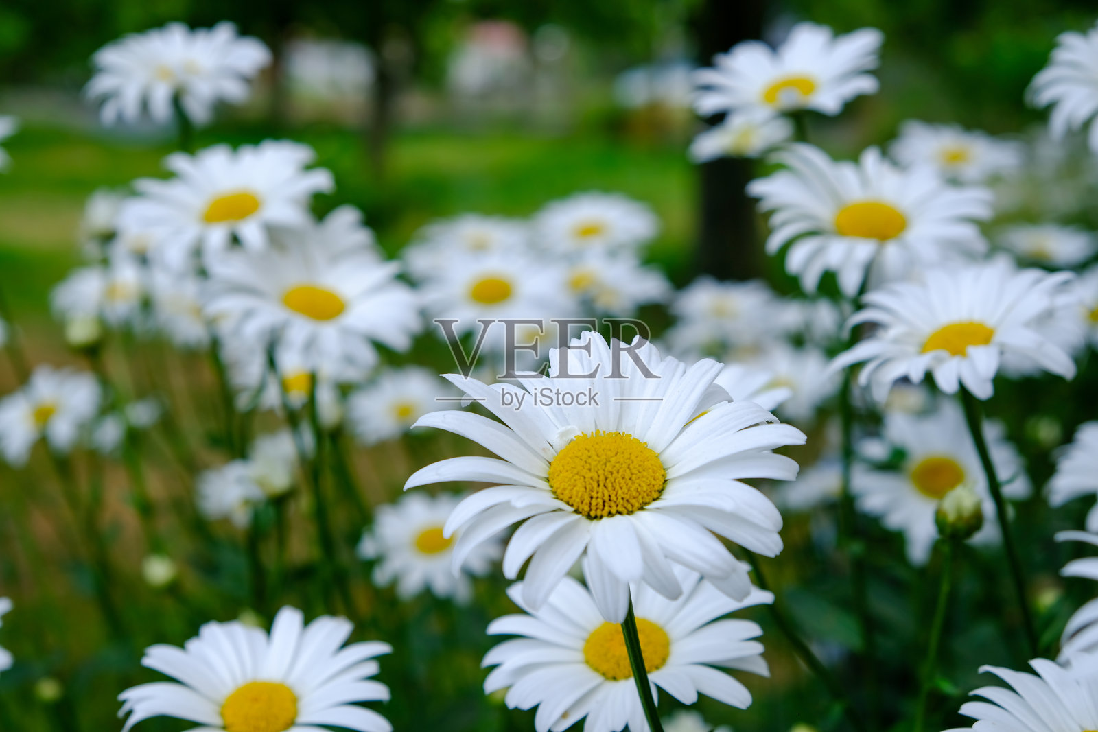 雏菊在草地上,美妙的雏菊在夏天的草地上。照片摄影图片
