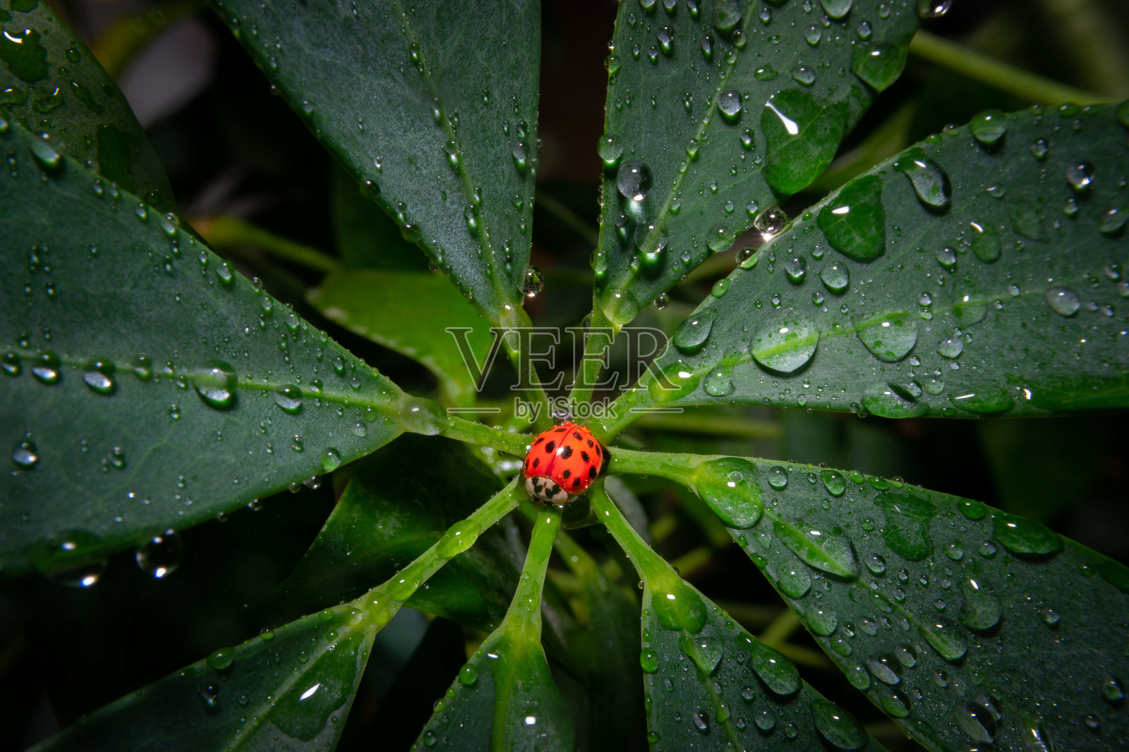 一个红色的瓢虫在一个绿色的植物与水滴的特写照片摄影图片