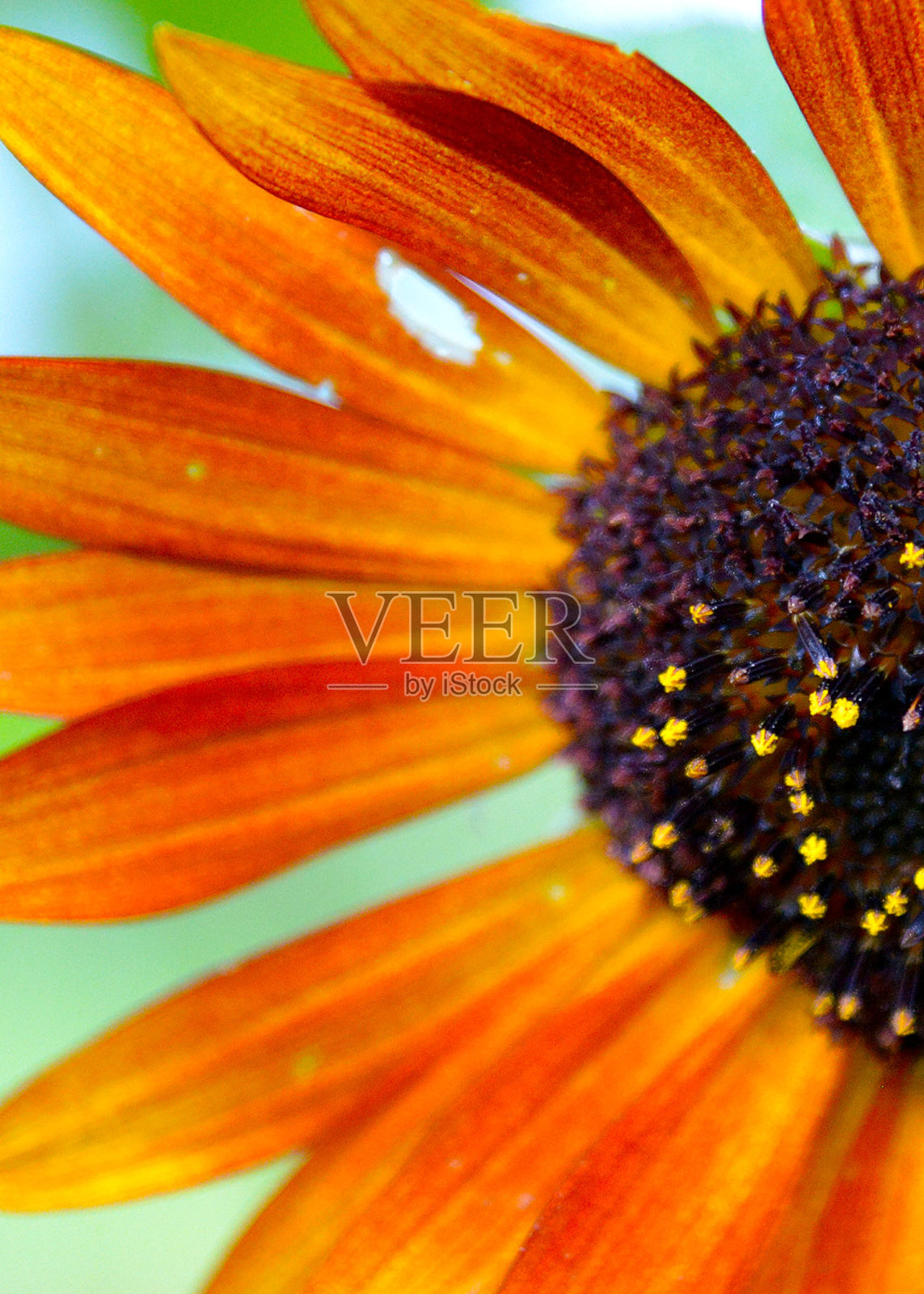 阴郁的日子里的向日葵照片摄影图片