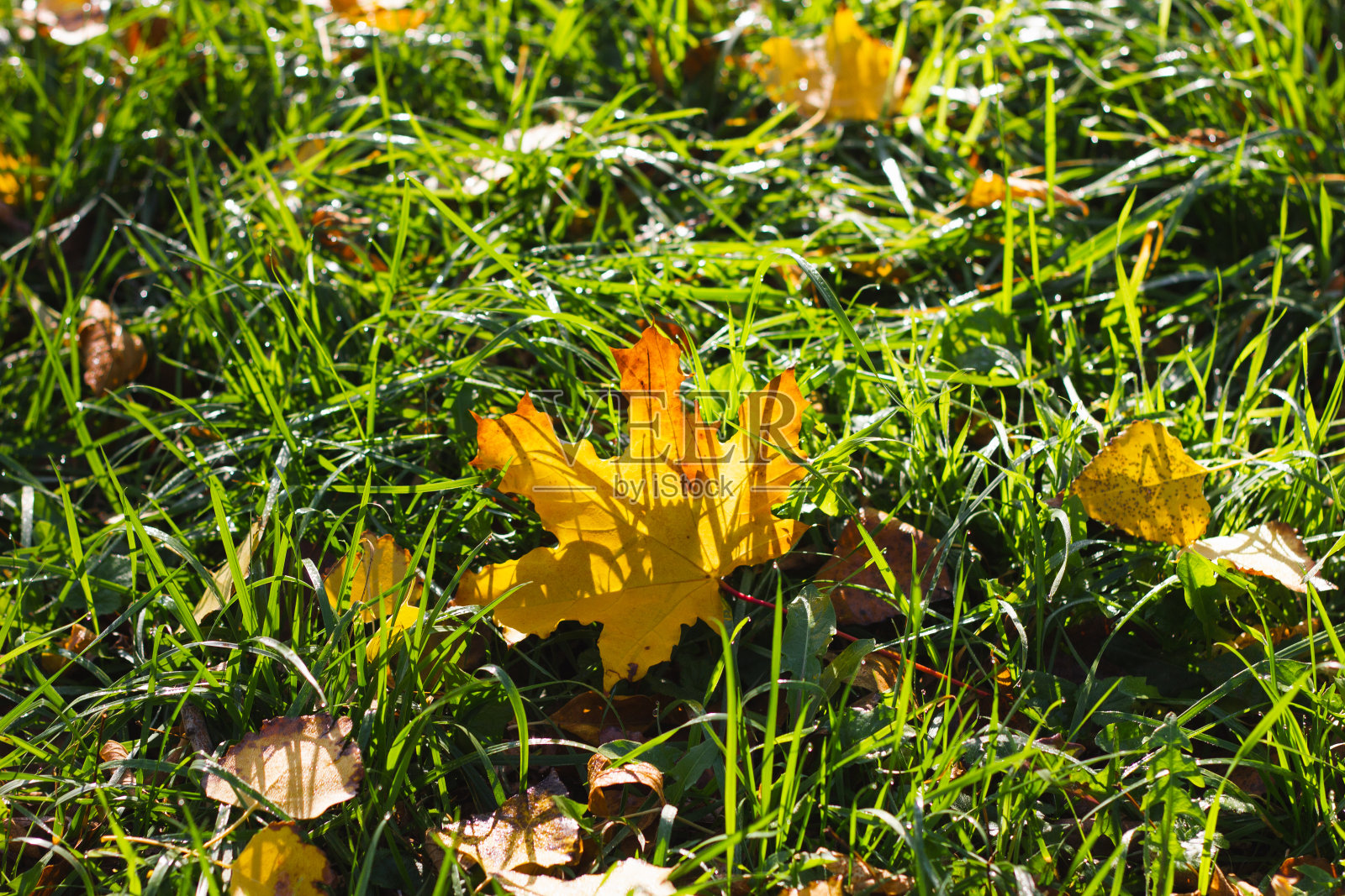 秋叶在绿草的背景上。照片摄影图片