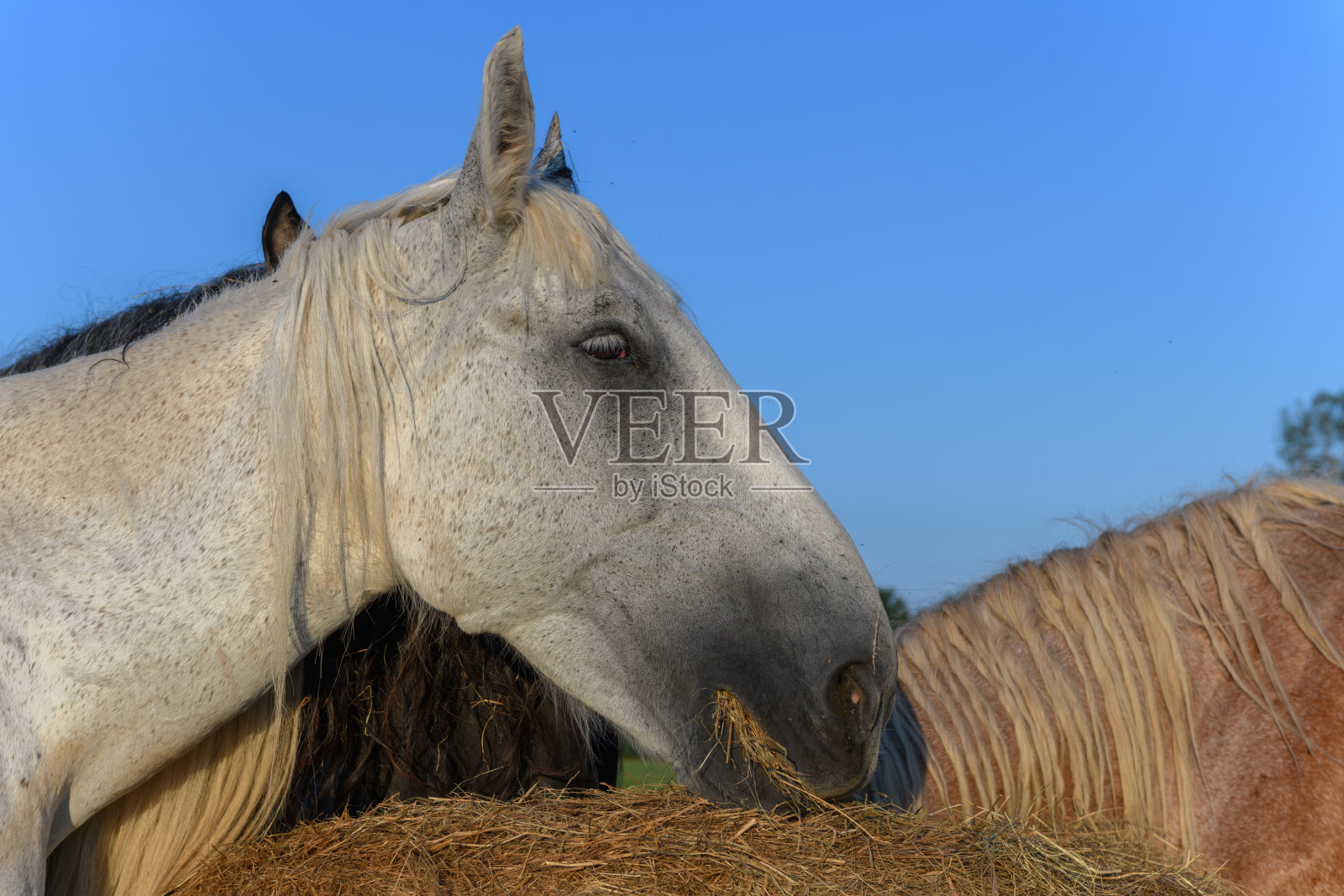 牧场上的马画像照片摄影图片