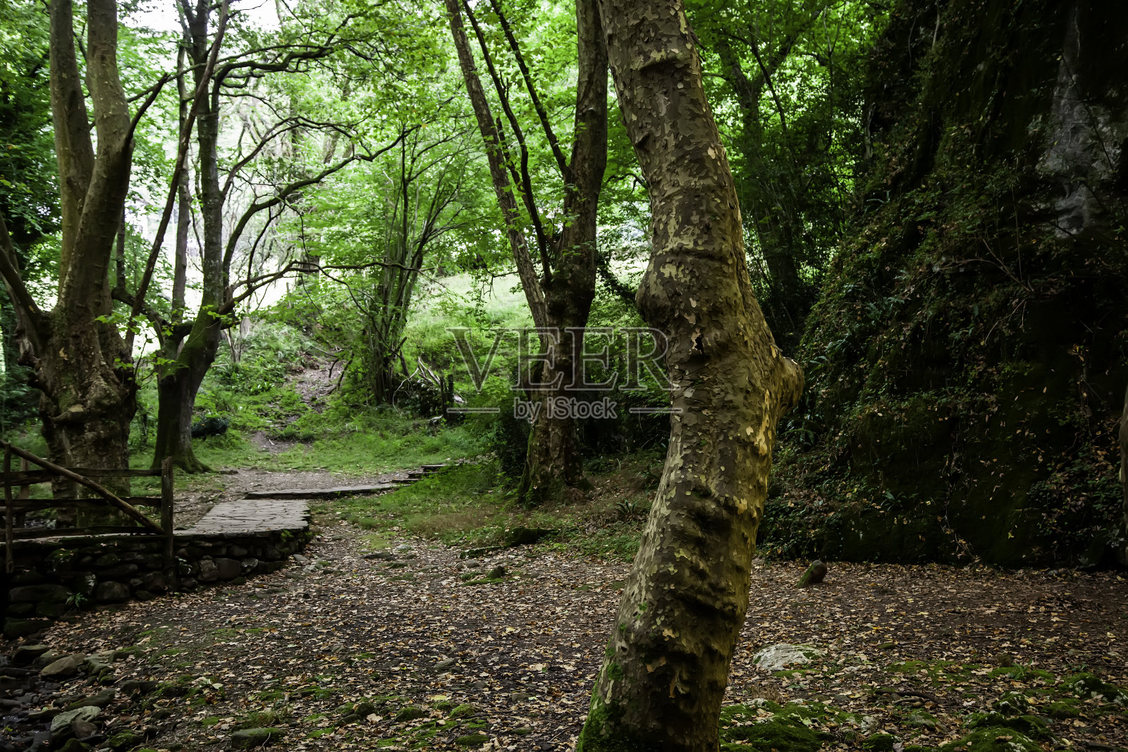 有树的天然林照片摄影图片