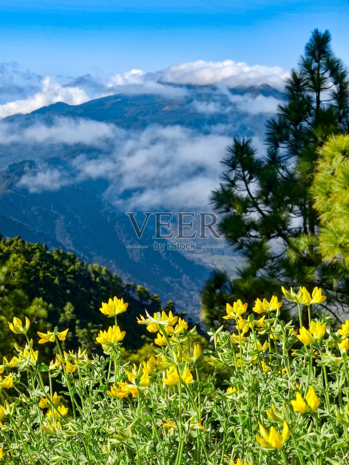 大西洋的花照片摄影图片