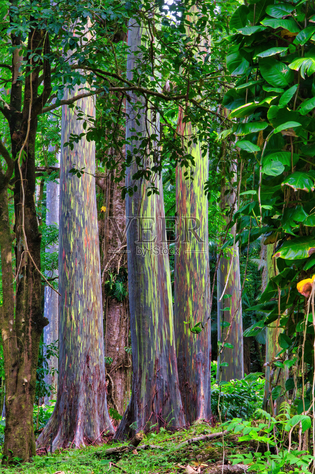 垂直视图的小树林的彩虹桉树在毛伊岛。照片摄影图片