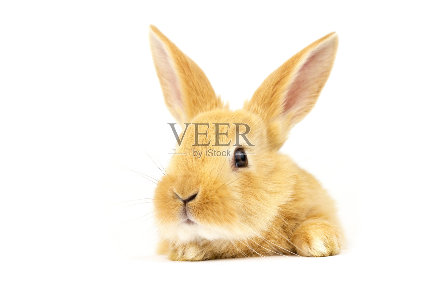 白色背景上的神奇兔子头。照片摄影图片