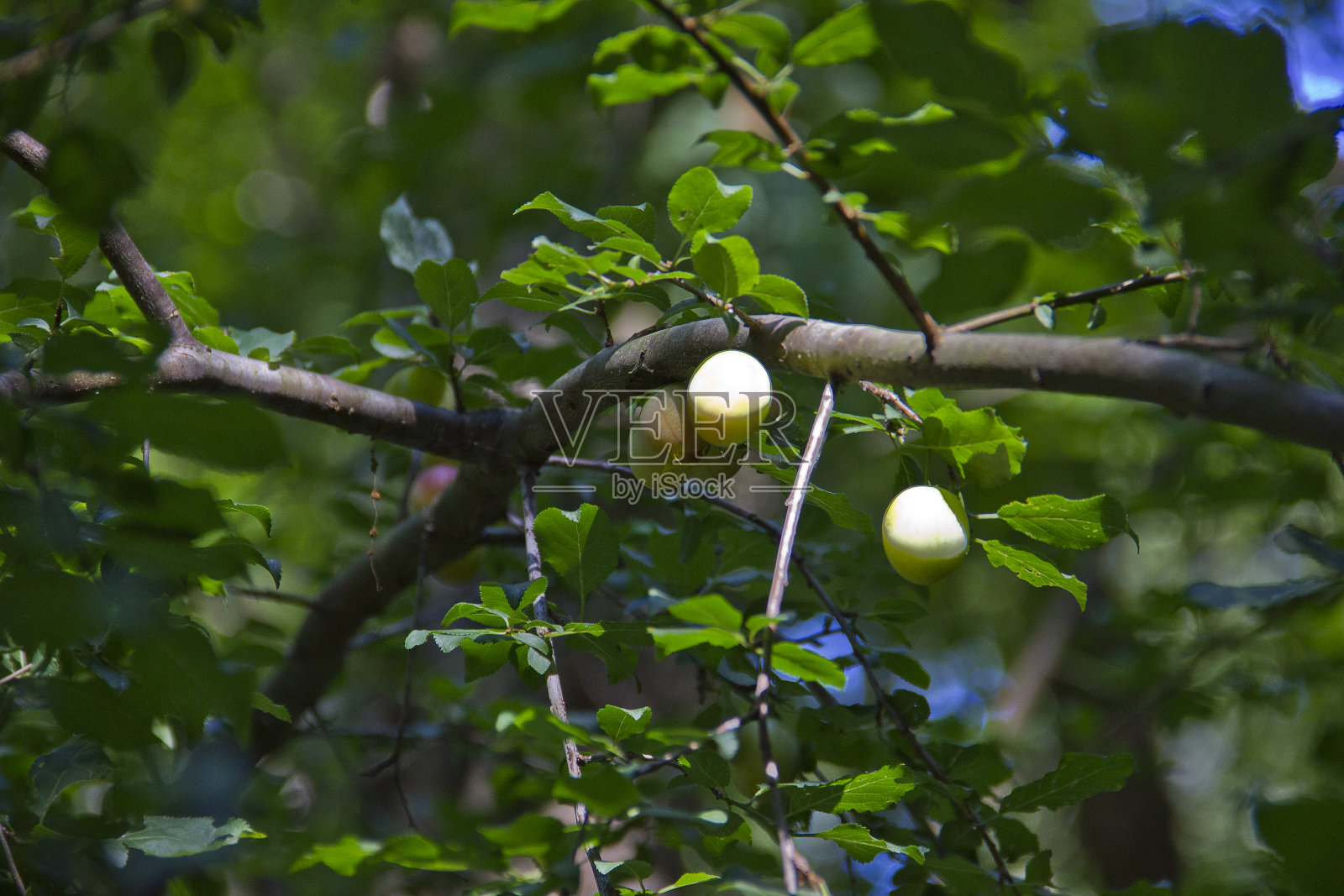 自然李子视图照片摄影图片