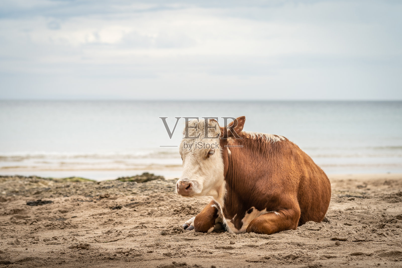 布洛克睡在风平浪静的沙滩上照片摄影图片
