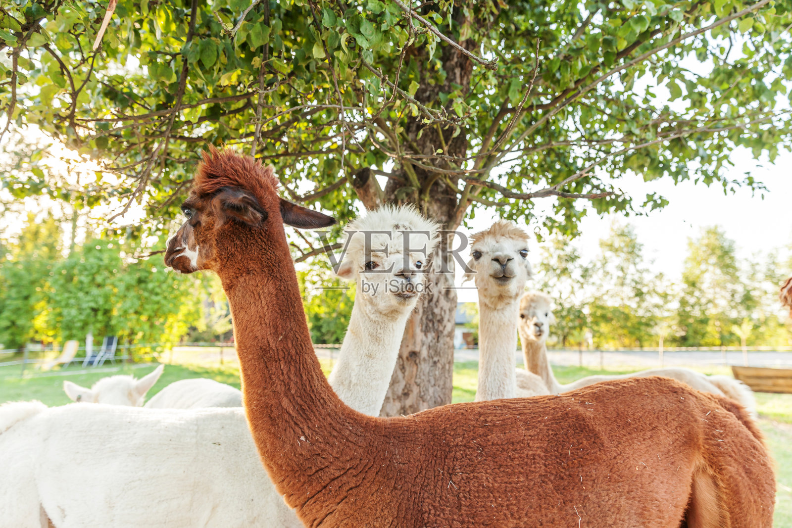 可爱的羊驼在夏日的牧场上放松。家养羊驼在天然生态农场郊野的牧场上放牧。关爱动物、生态养殖理念照片摄影图片