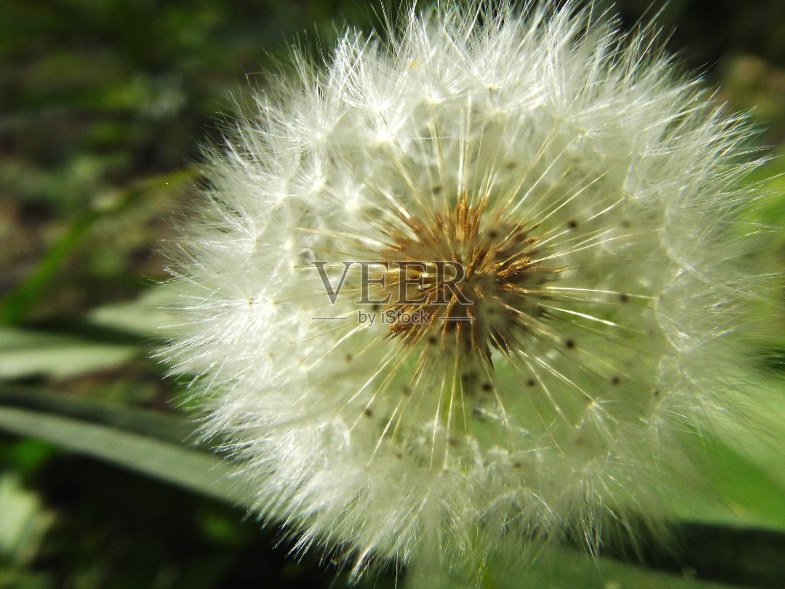 许个愿照片摄影图片