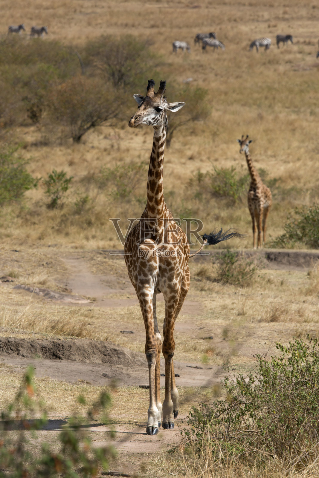 长颈鹿是现存最高的陆生动物照片摄影图片