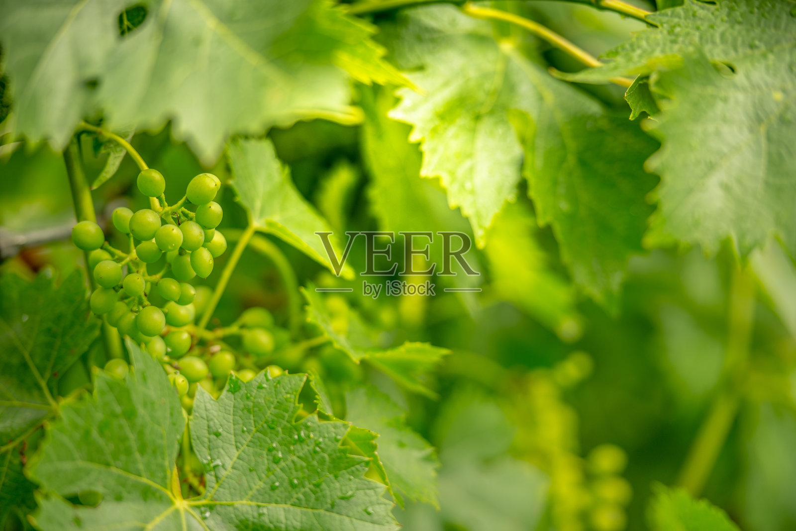 雨后的绿葡萄园照片摄影图片