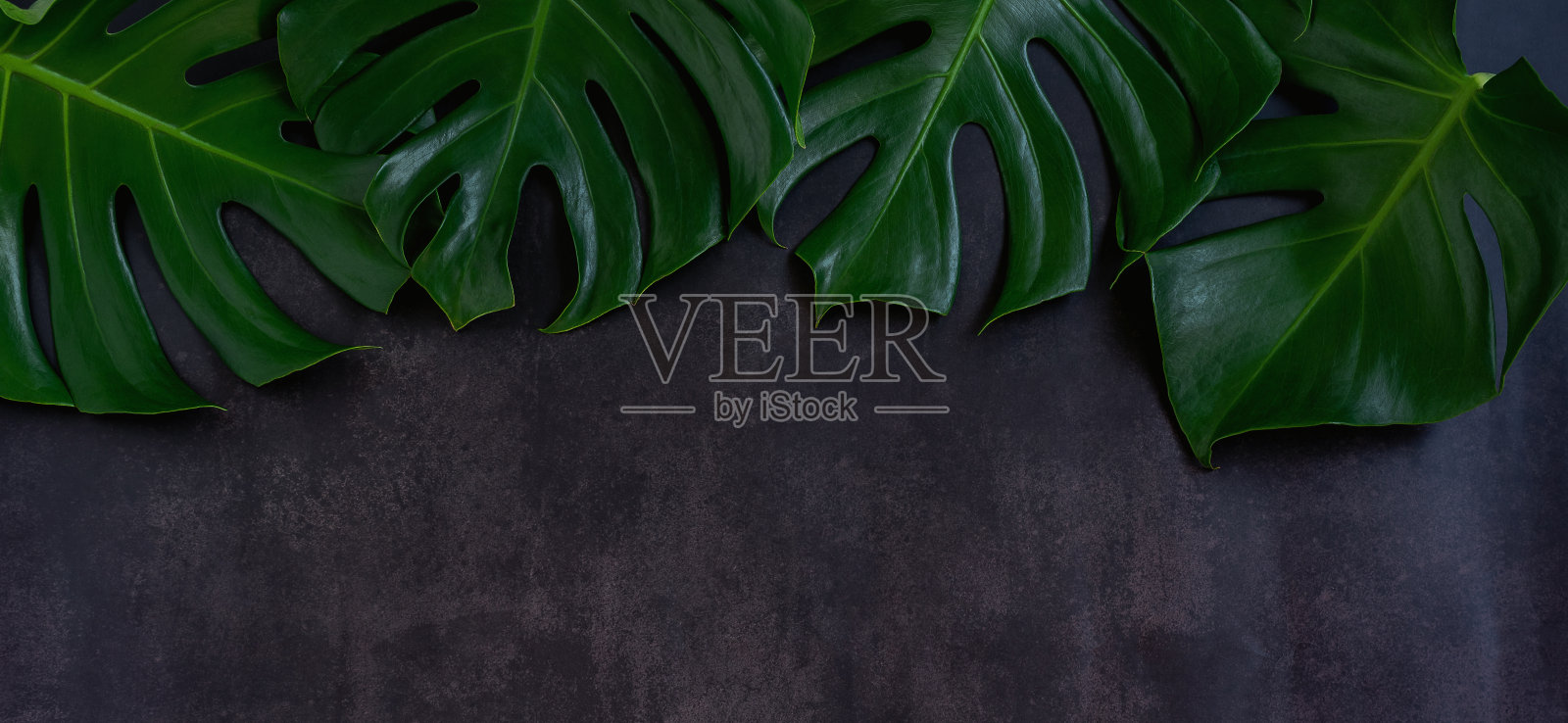 抽象绿叶纹理,自然背景,热带叶照片摄影图片