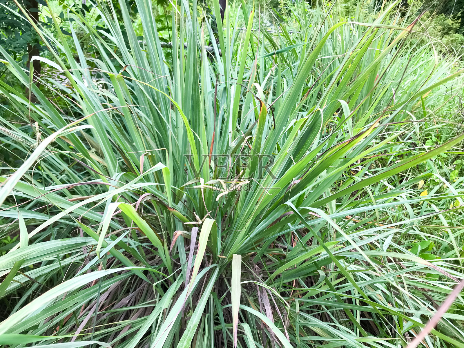 柠檬草,Lapine或西印度群岛种植在地上。它是一种灌木,它的叶子是细长的绿色照片摄影图片