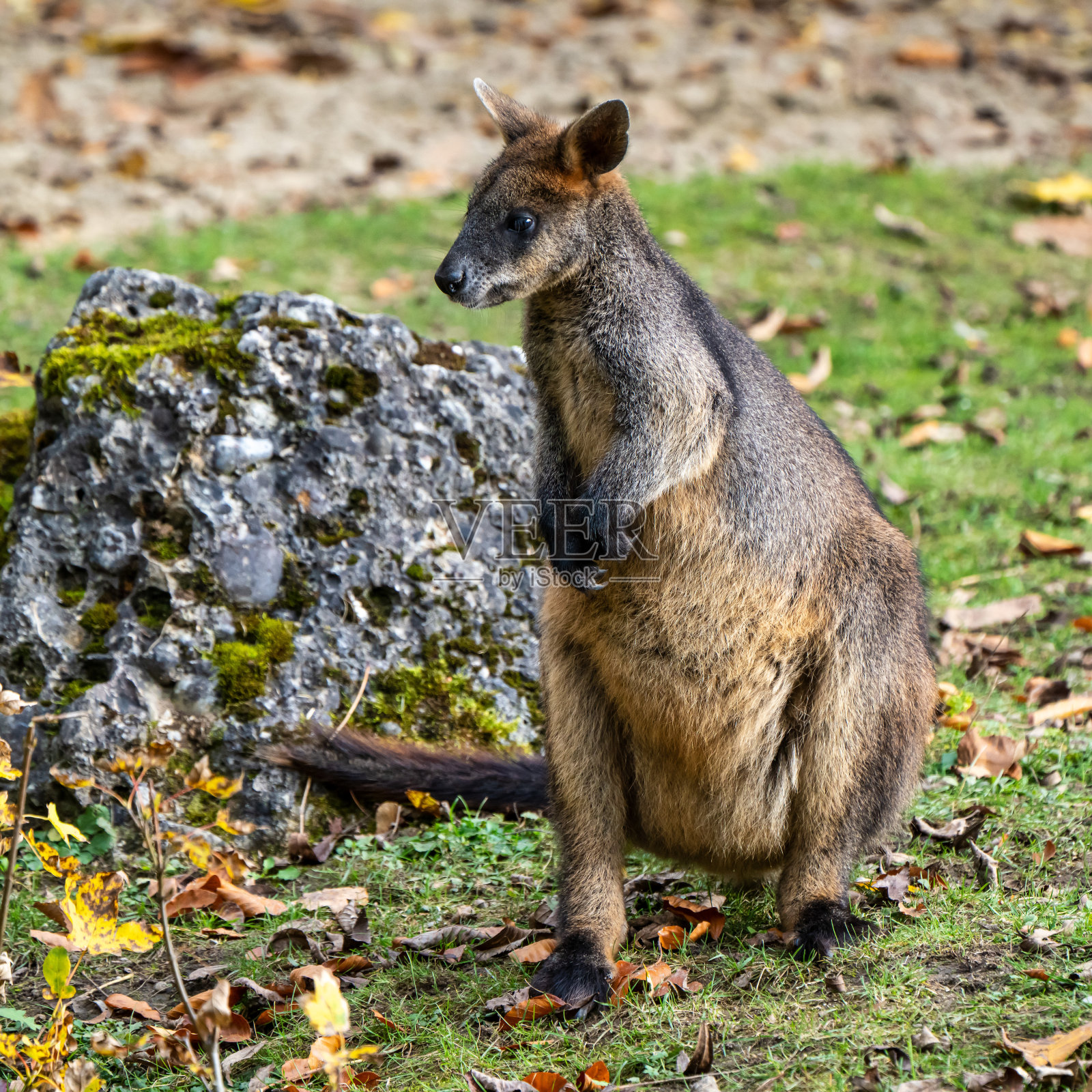 沼泽小袋鼠,双色小袋鼠,是一种小型袋鼠照片摄影图片