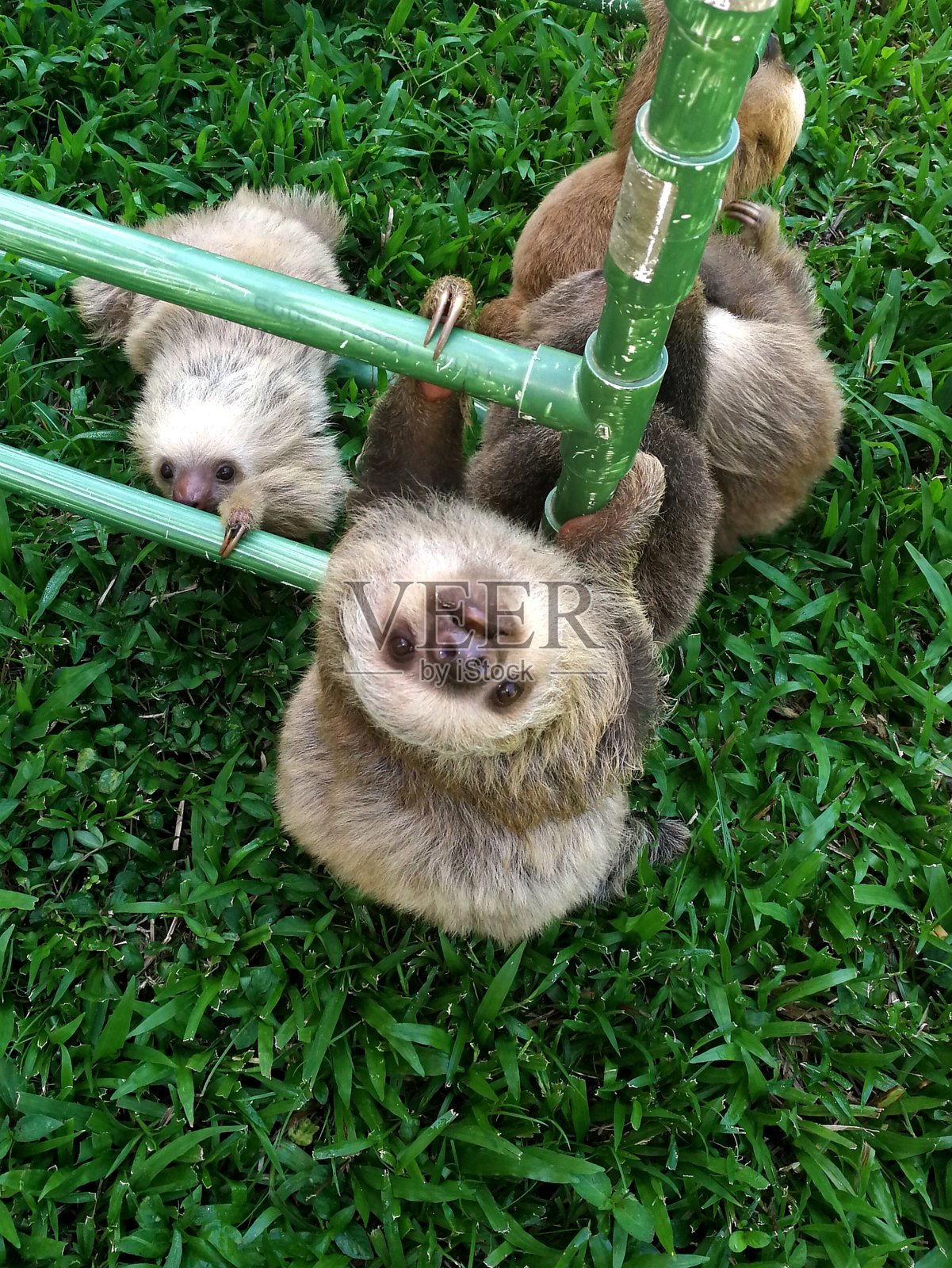 哥斯达黎加,树懒保护区,可爱的毛茸茸的树懒宝宝照片摄影图片