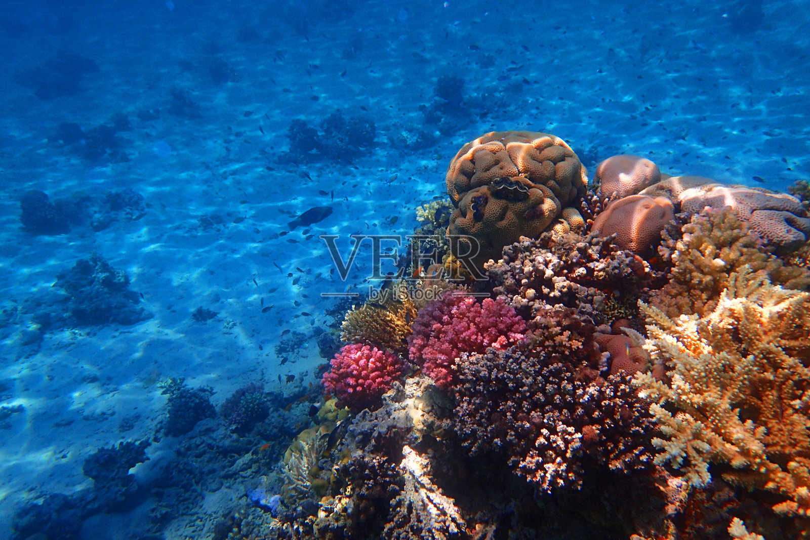 红海中的珊瑚礁照片摄影图片