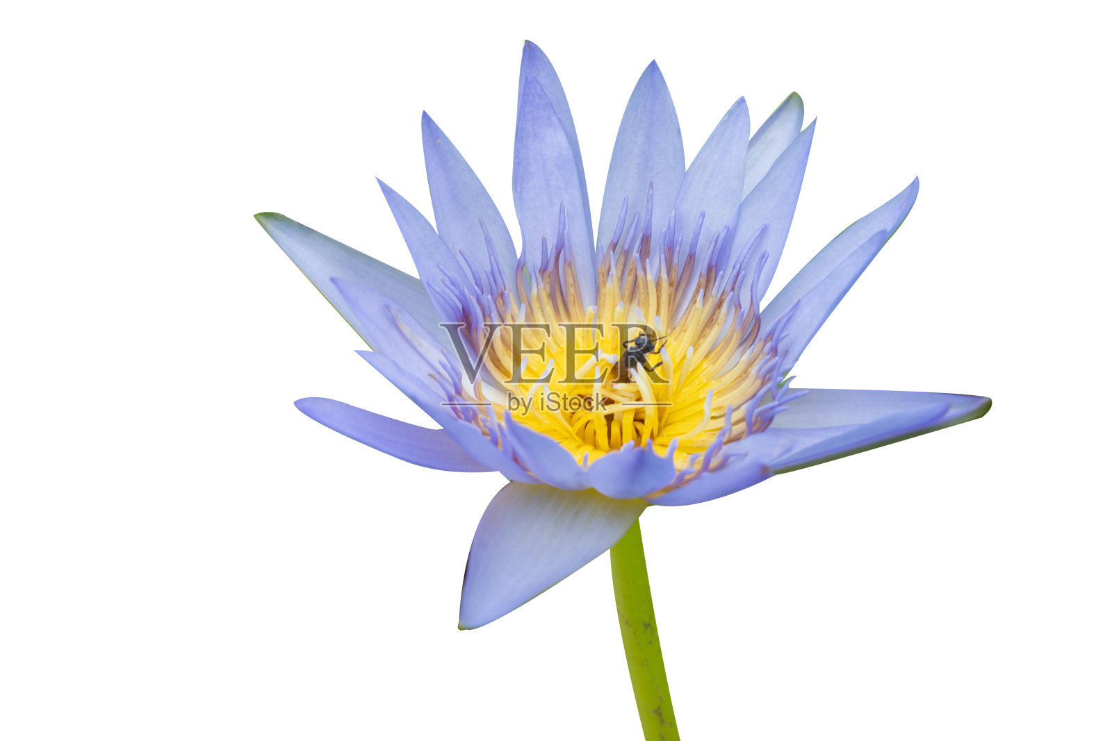 在白色背景上孤立的睡莲。照片摄影图片