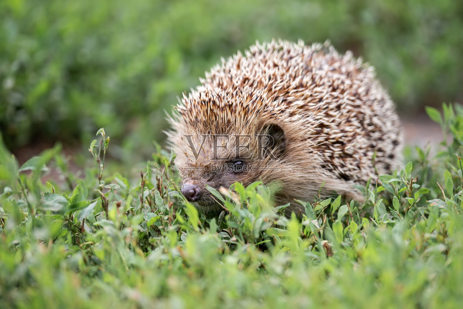 草地上的刺猬。照片摄影图片
