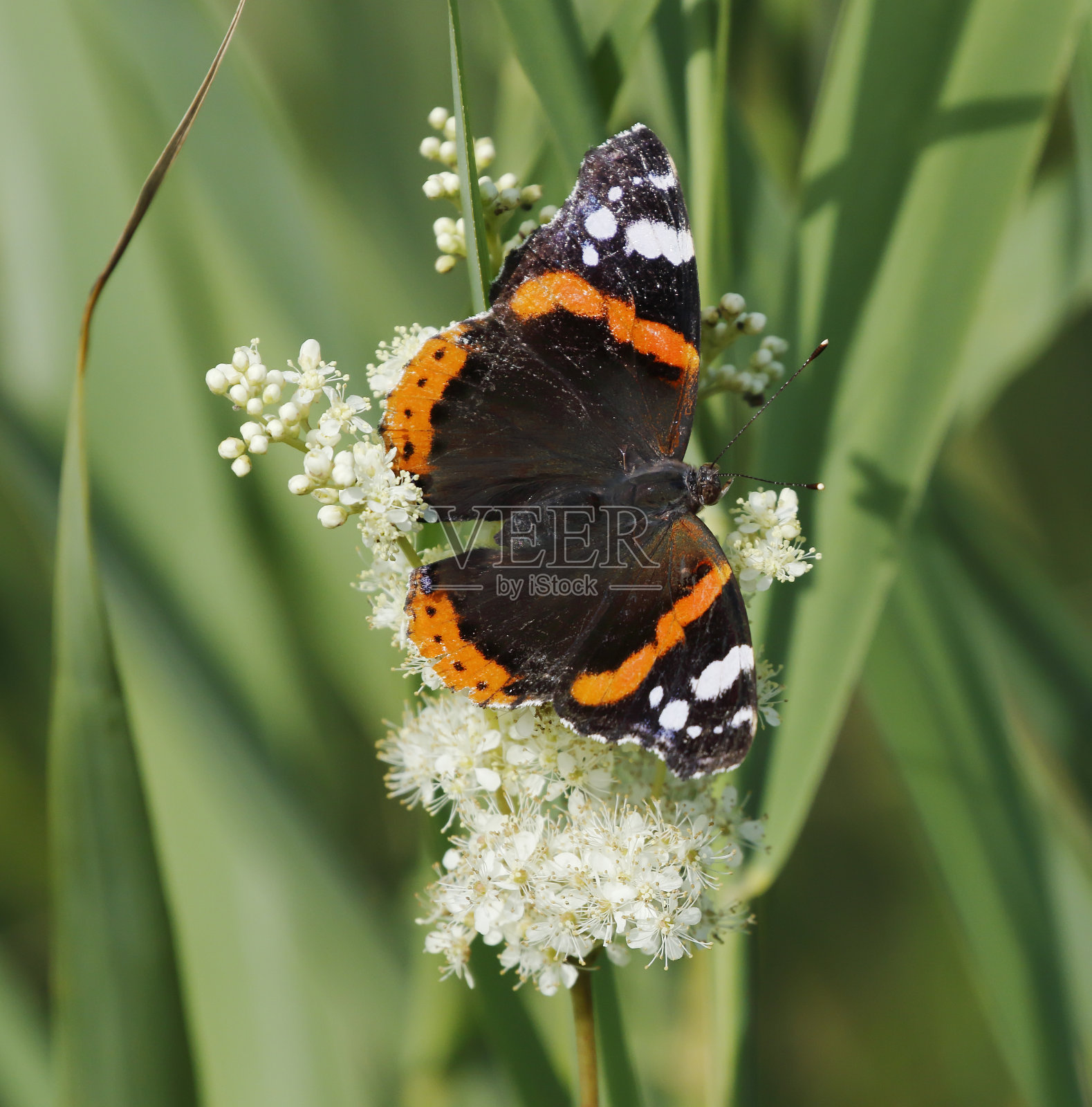 红色海军上将蝴蝶照片摄影图片