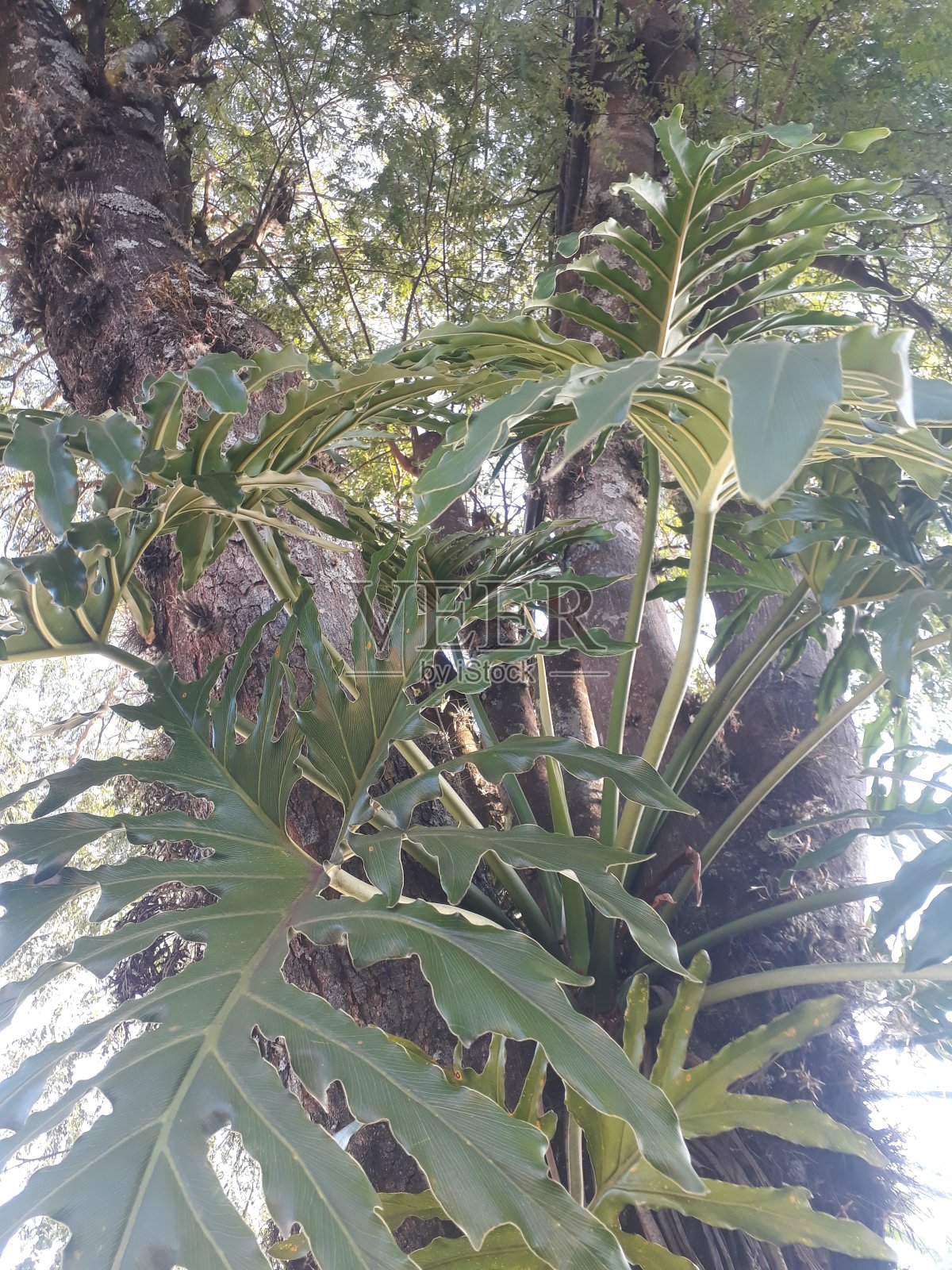 兰花在树照片摄影图片