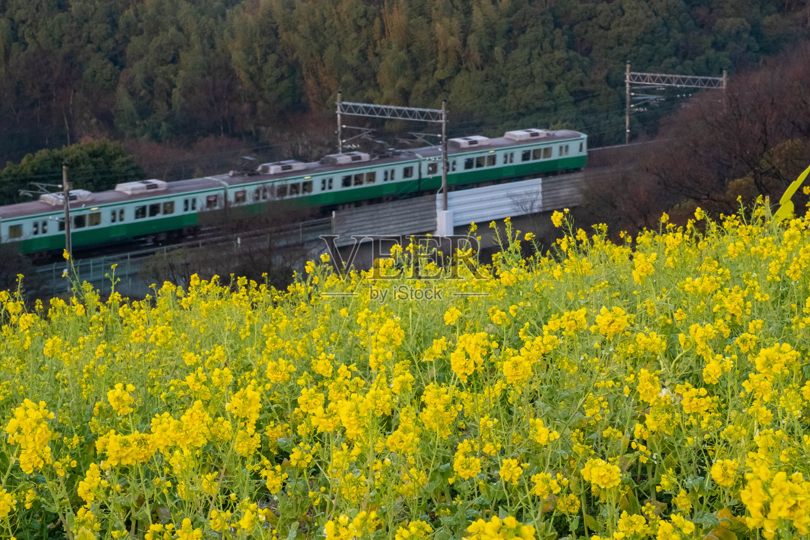 黄色的油菜花和绿色的火车照片摄影图片