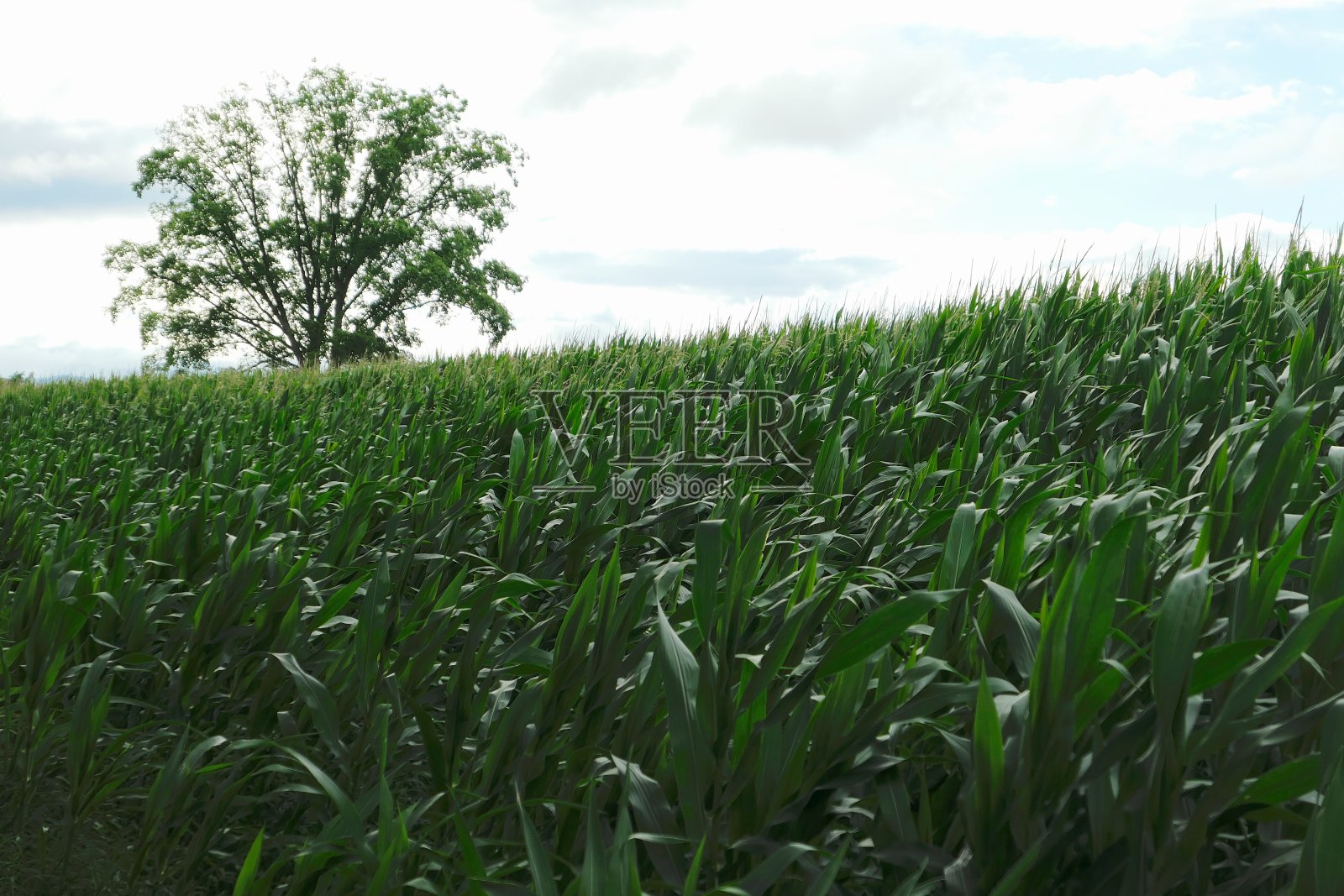 农业的农场。照片摄影图片