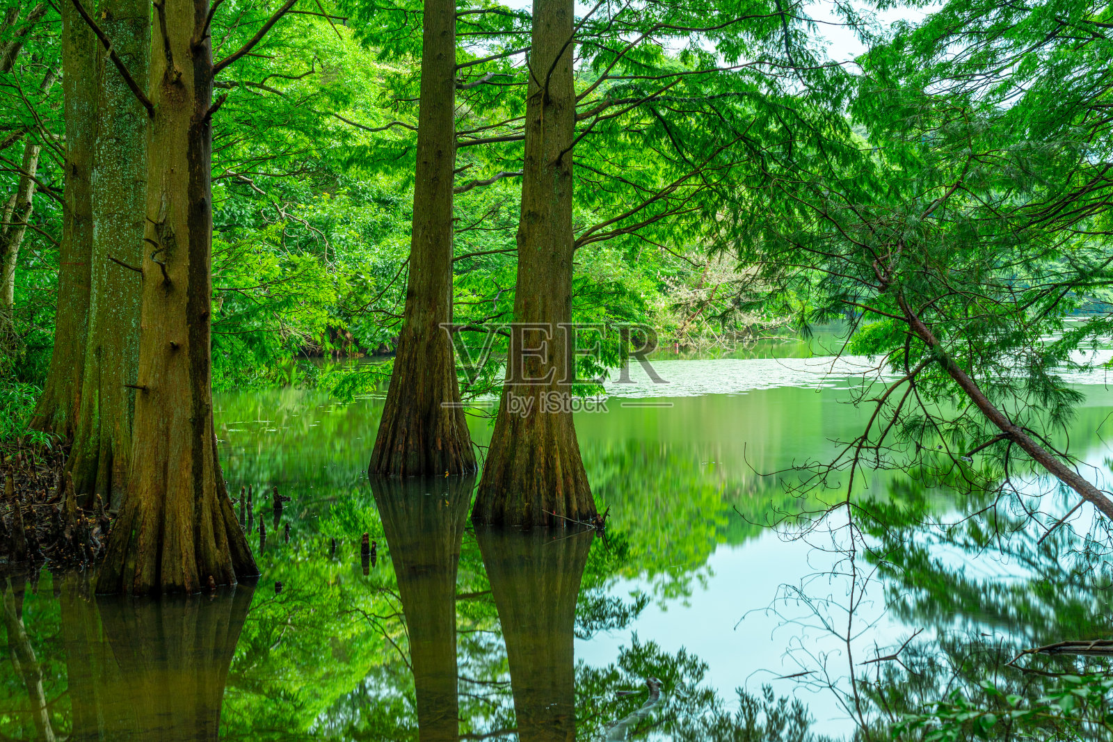 九州福冈雨林中的反射树照片摄影图片
