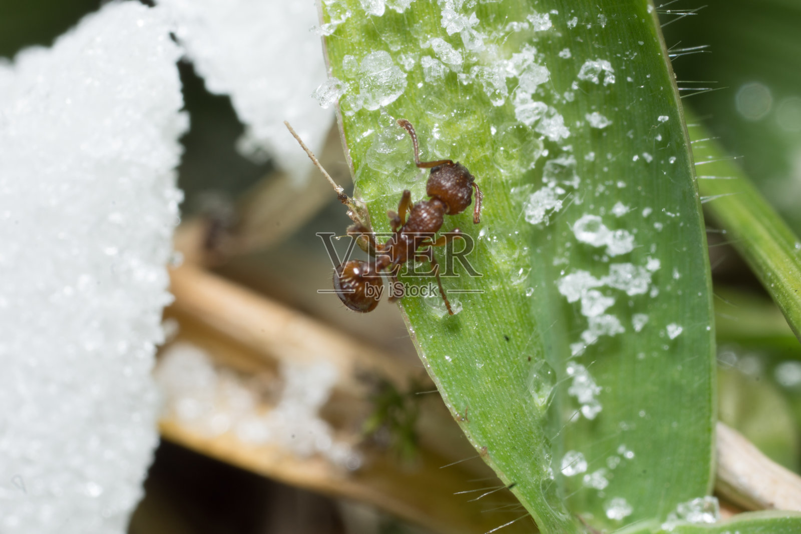 红蚂蚁。满是蚂蚁的蚁丘。照片摄影图片