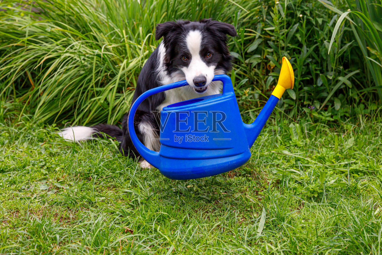 户外肖像可爱的微笑狗边境牧羊犬抱浇水罐在花园的背景。有趣的小狗作为园丁取喷壶灌溉。园艺和农业概念照片摄影图片