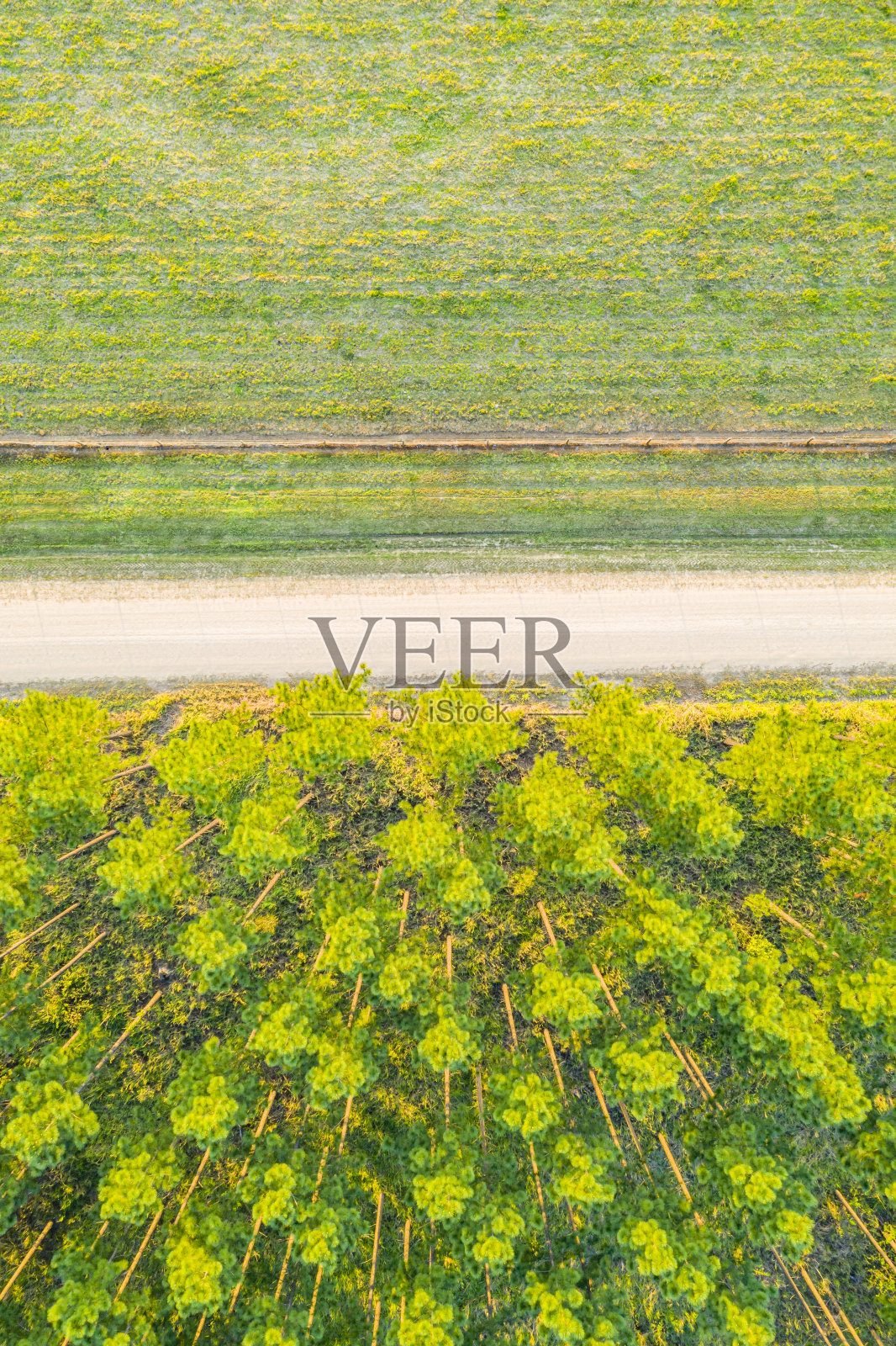 图塔拉州森林松树种植园的鸟瞰图照片摄影图片