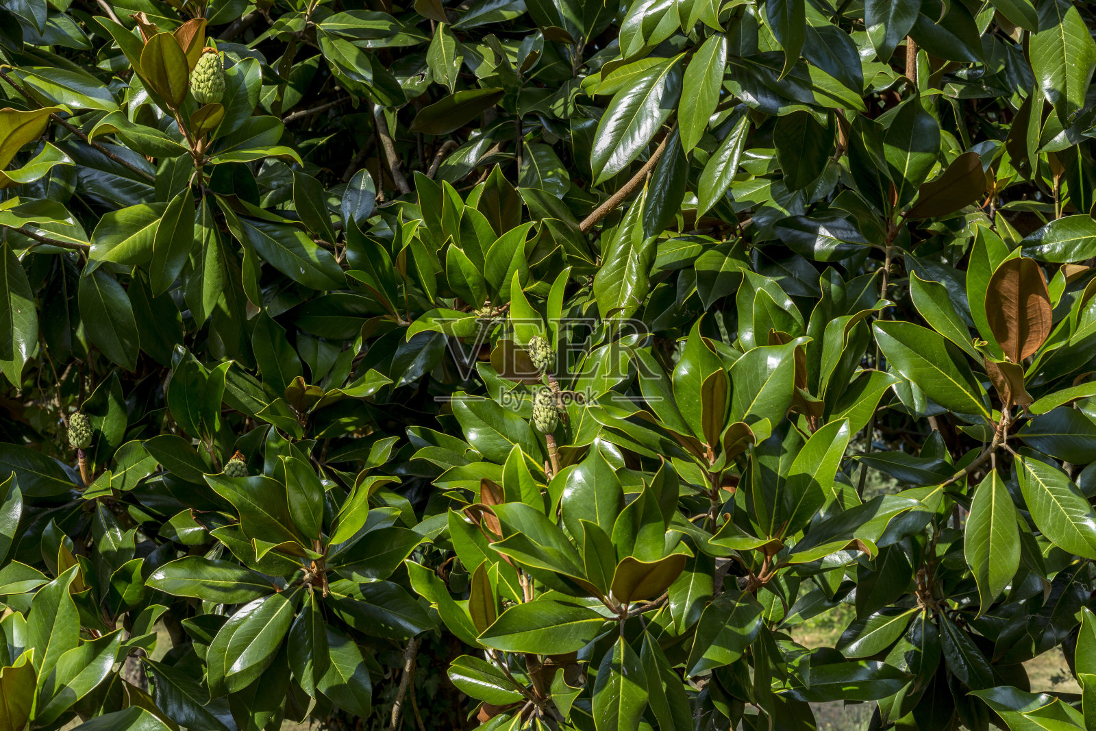 木兰树叶在八月与太阳的照片照片摄影图片