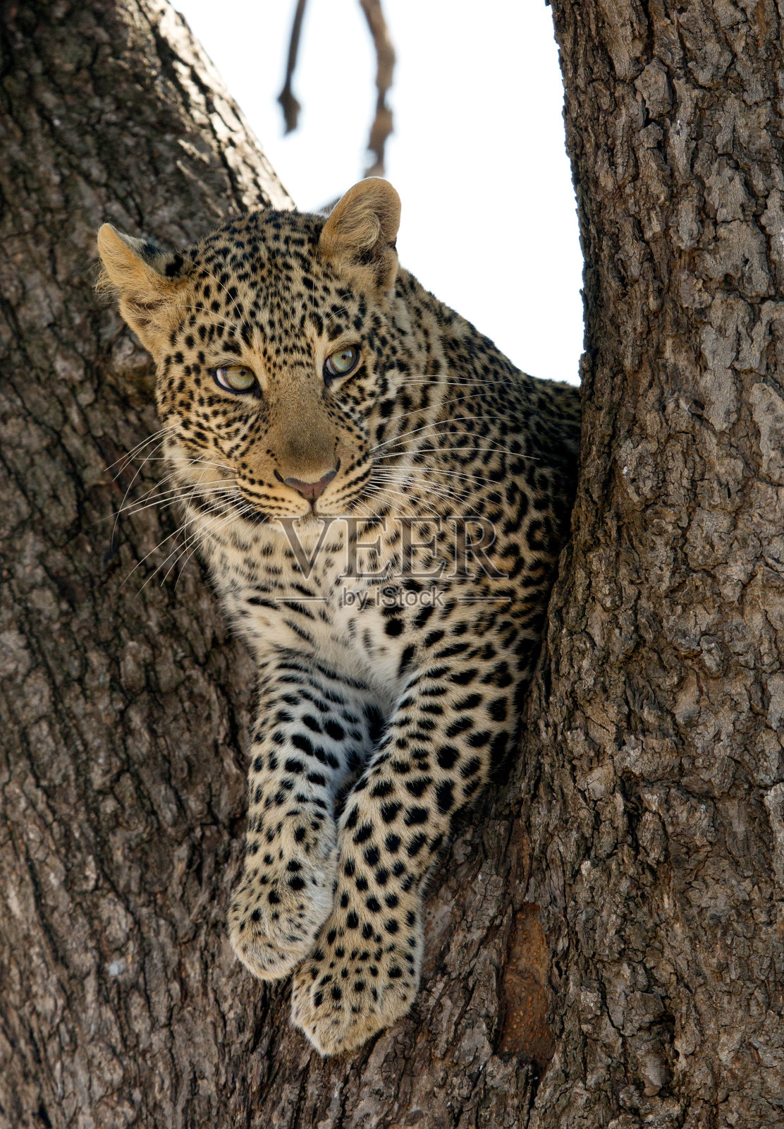 豹照片摄影图片