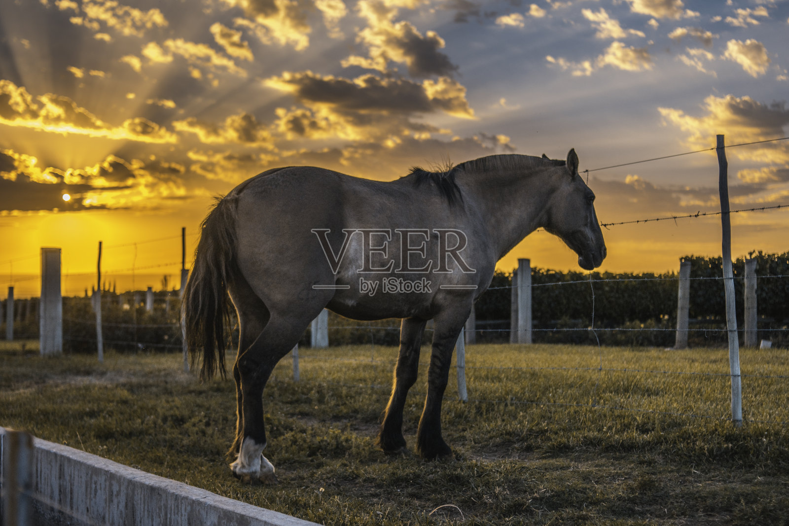 日出时的马在田野里照片摄影图片
