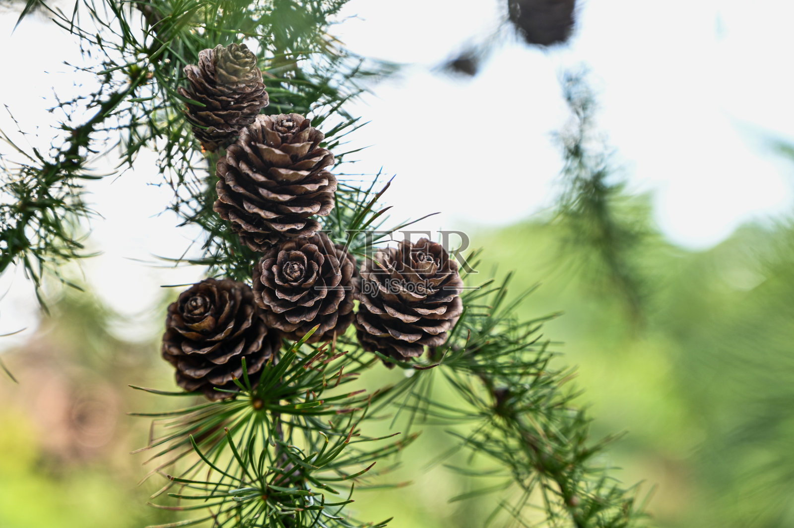 蓝色的天空衬托着夏天的松枝。落叶松球果磨。照片摄影图片