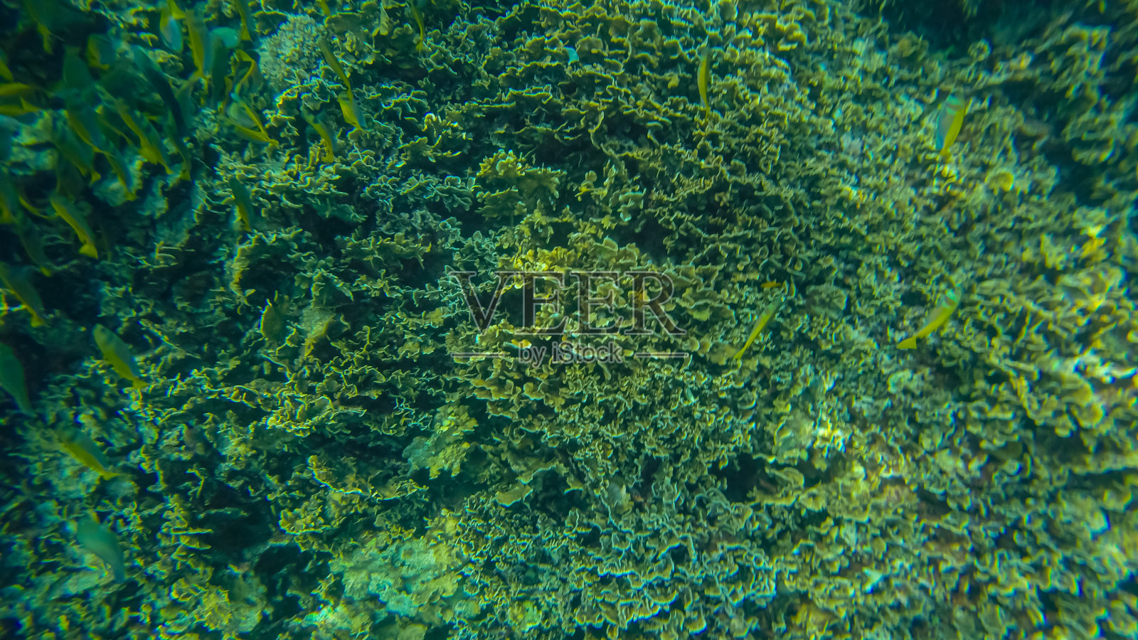 全景场景下的水和珊瑚和蓝色背景照片摄影图片