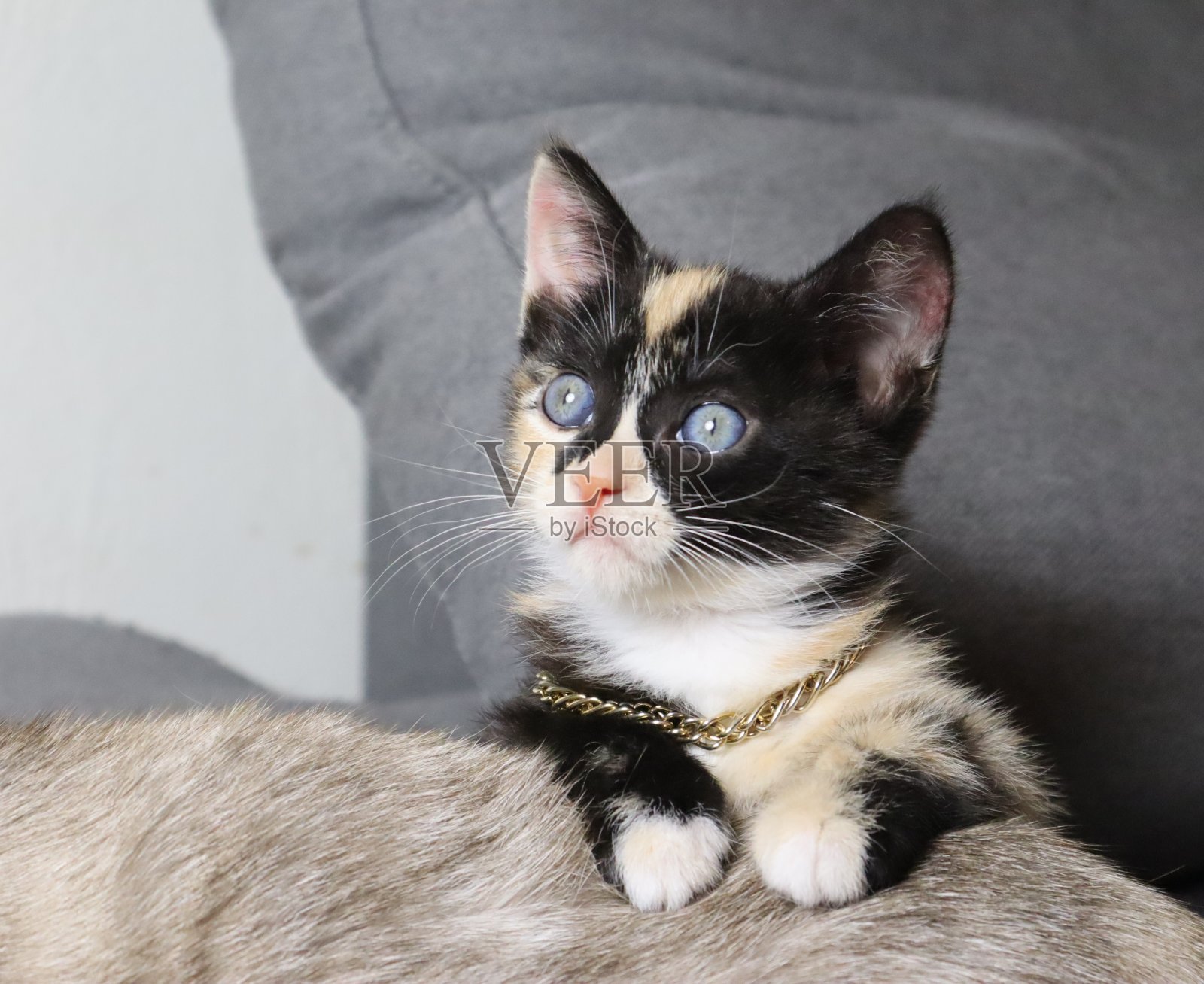 基滕卢夫照片摄影图片