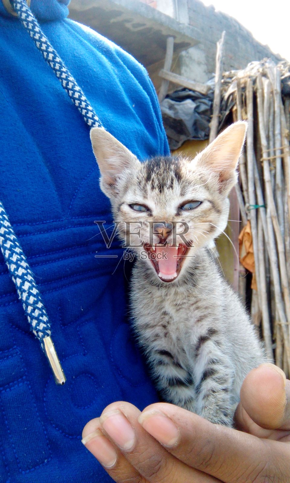 愤怒的印度小猫照片摄影图片