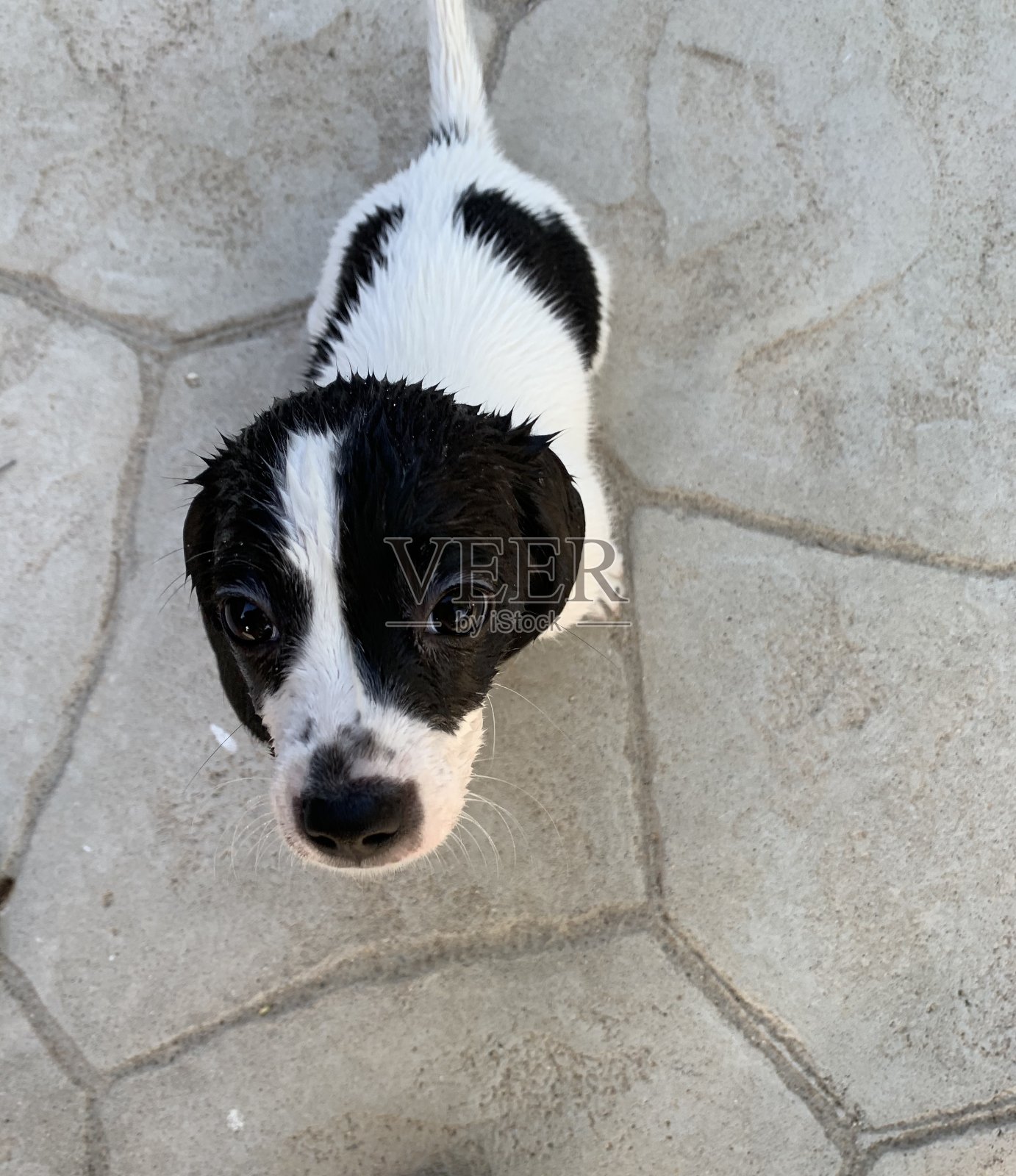 湿的狗照片摄影图片