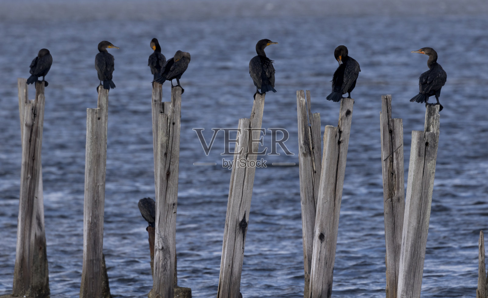 鸬鹚在桩上,每一个人照片摄影图片