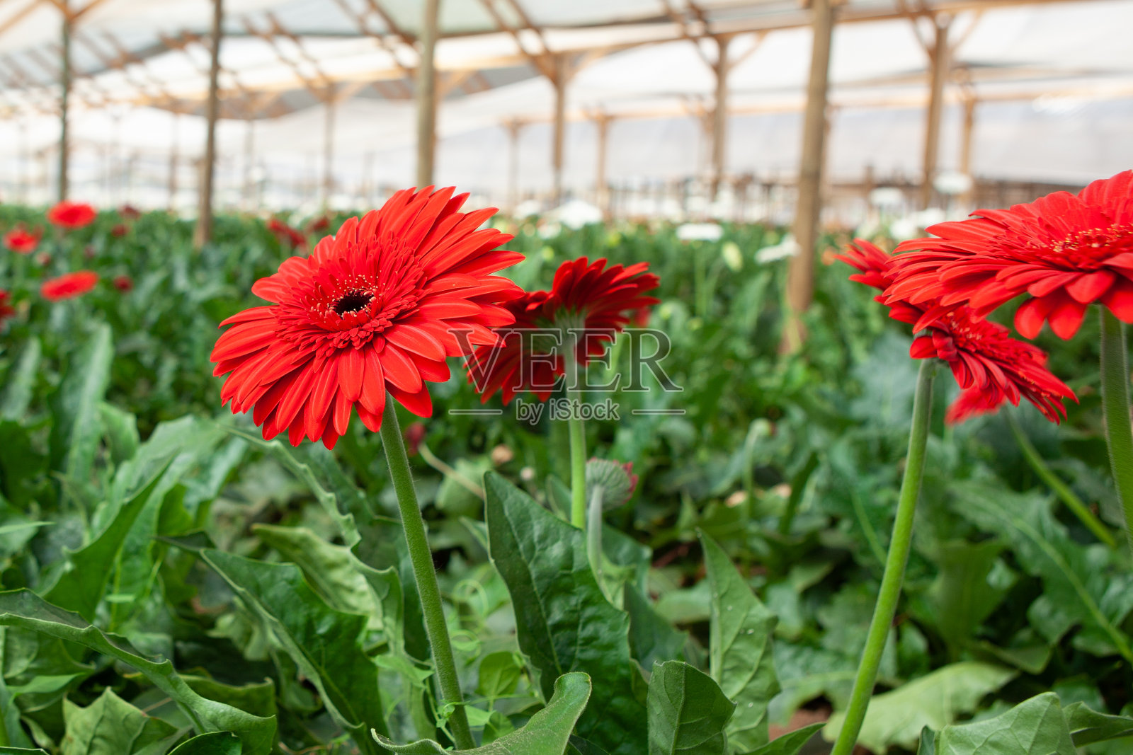 红色的花照片摄影图片