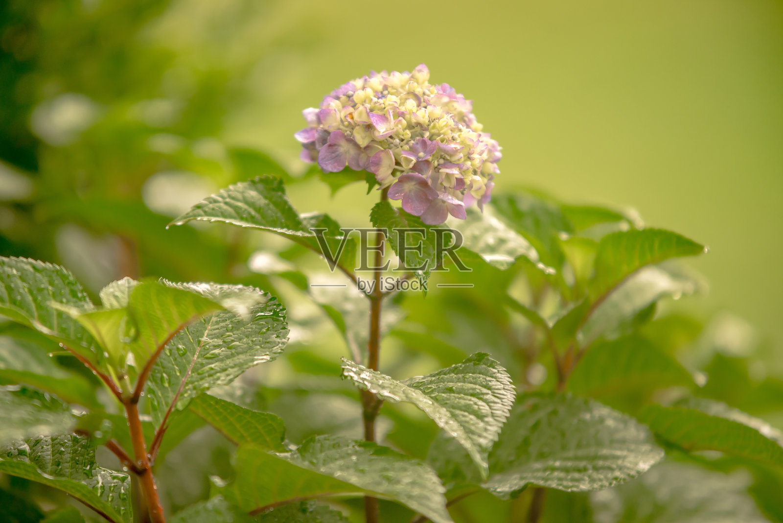 8、绣球夏日花雨后雾中照片摄影图片