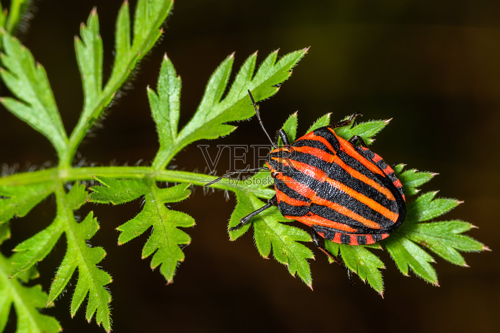 条纹虫或吟游虫,纹状graphosomatum。毒芹上的臭虫(毒芹)。照片摄影图片
