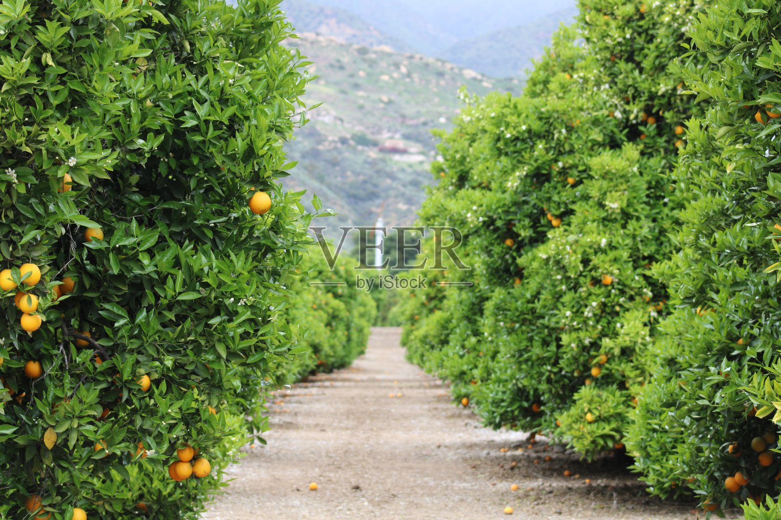 格罗夫购物中心照片摄影图片