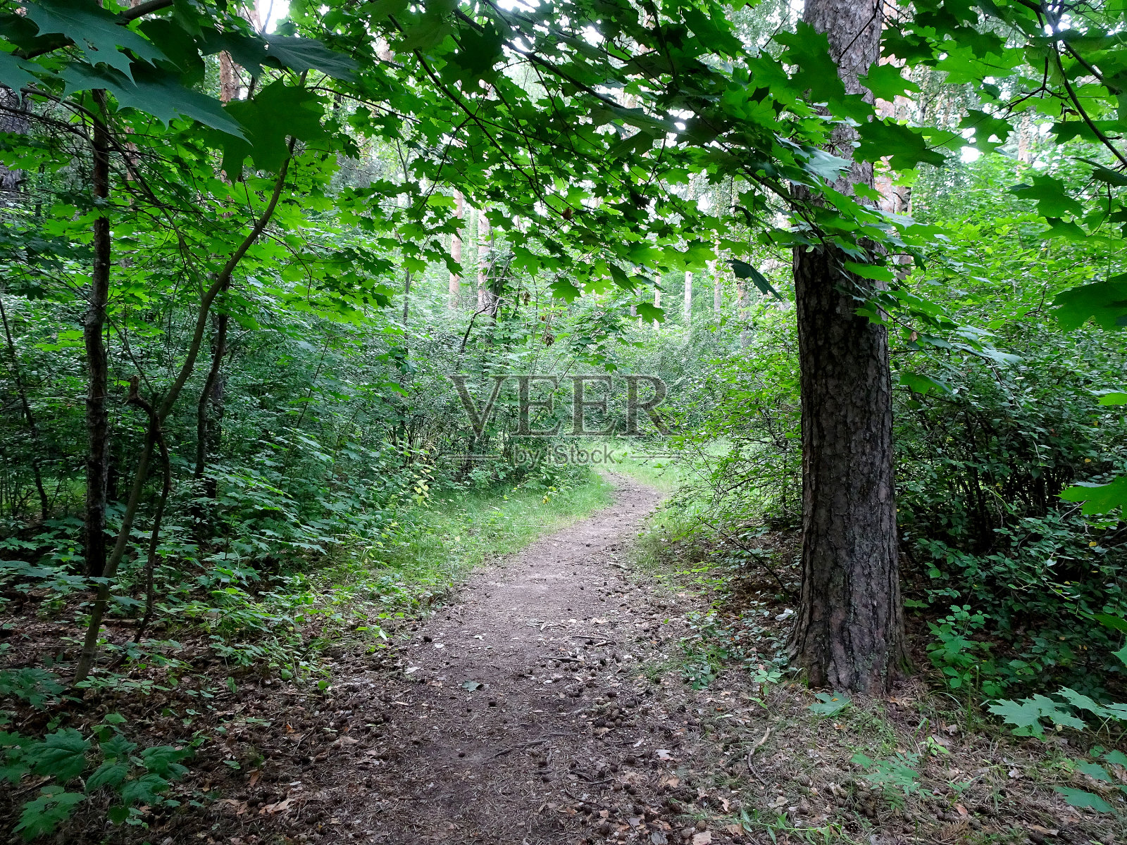 夏天公园里绿树成荫的散步道照片摄影图片