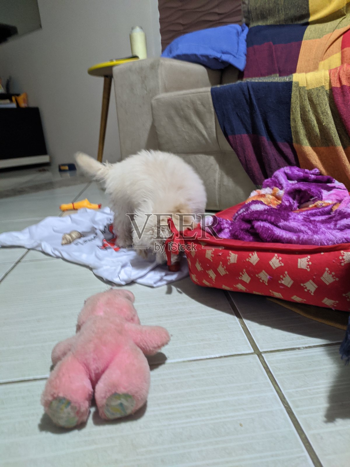 狗照片摄影图片