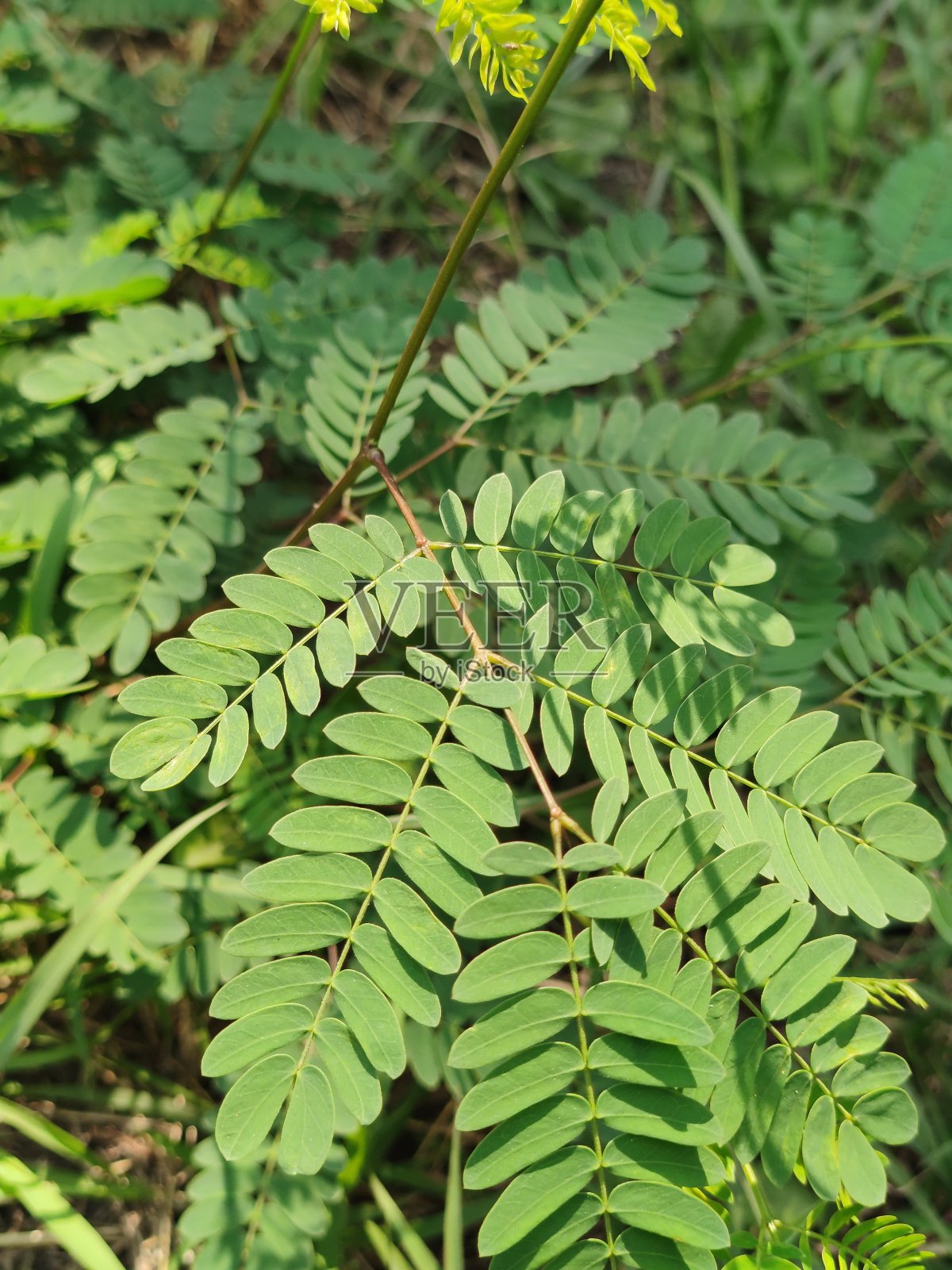 新鲜的草照片摄影图片