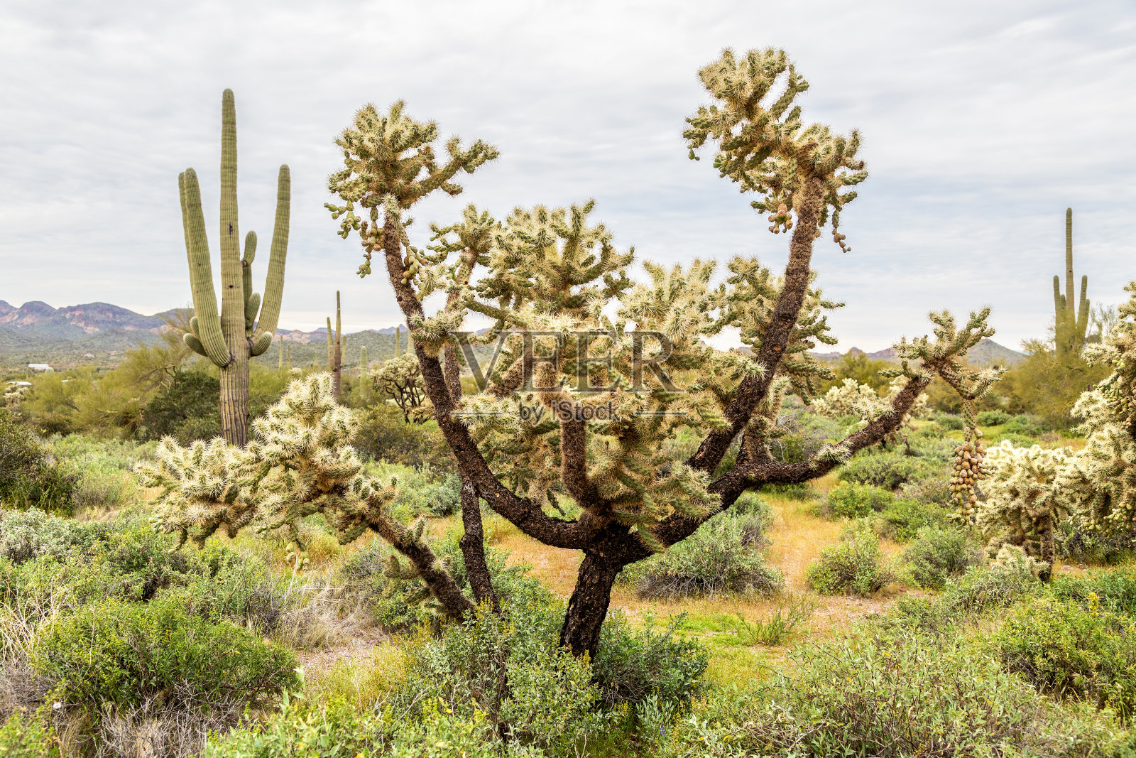 亚利桑那州沙漠中多臂跳仙人掌和撒瓜罗仙人掌照片摄影图片