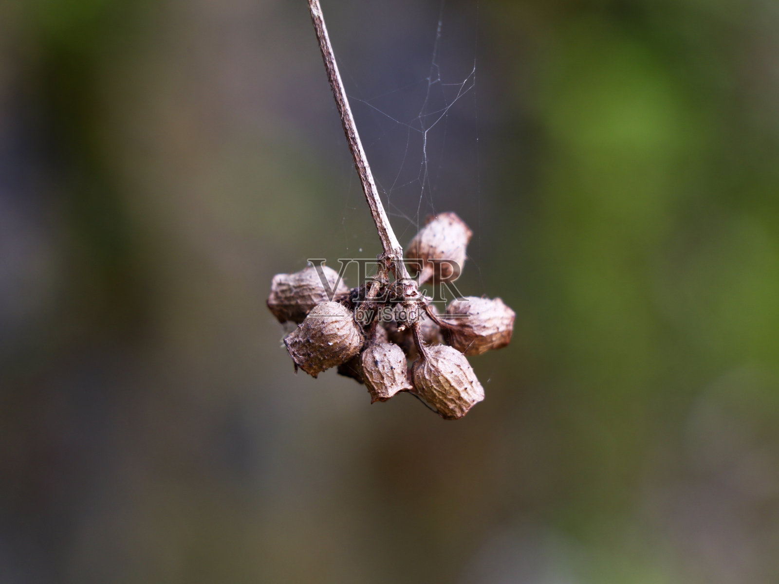 一种热带花园植物的干燥种子,像小瓶子或小杯子照片摄影图片