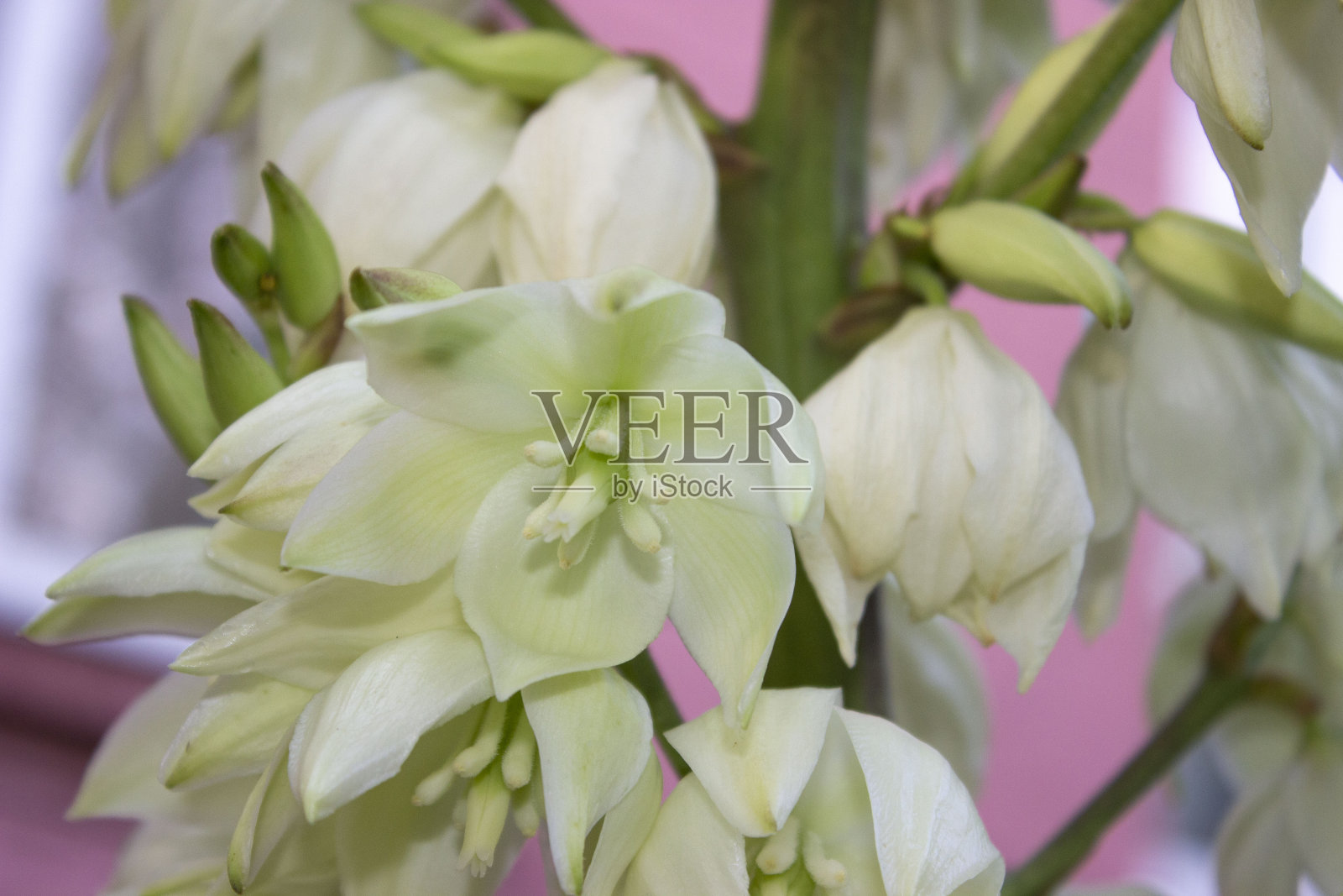 粉红色背景上盛开的豪华花园丝兰。照片摄影图片